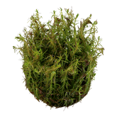032A TC Red Matsuo Rotala wallichii